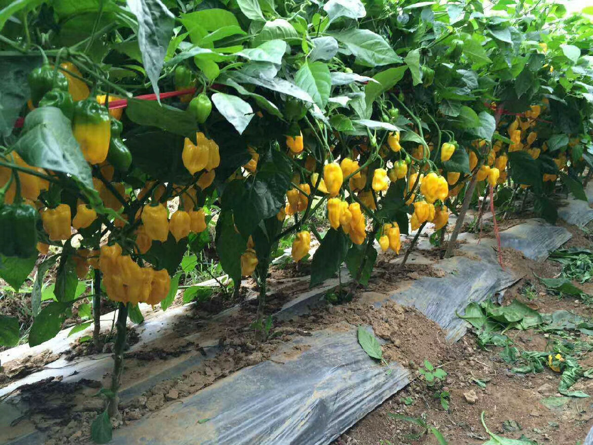 味之源2.jpg 皇冠体育