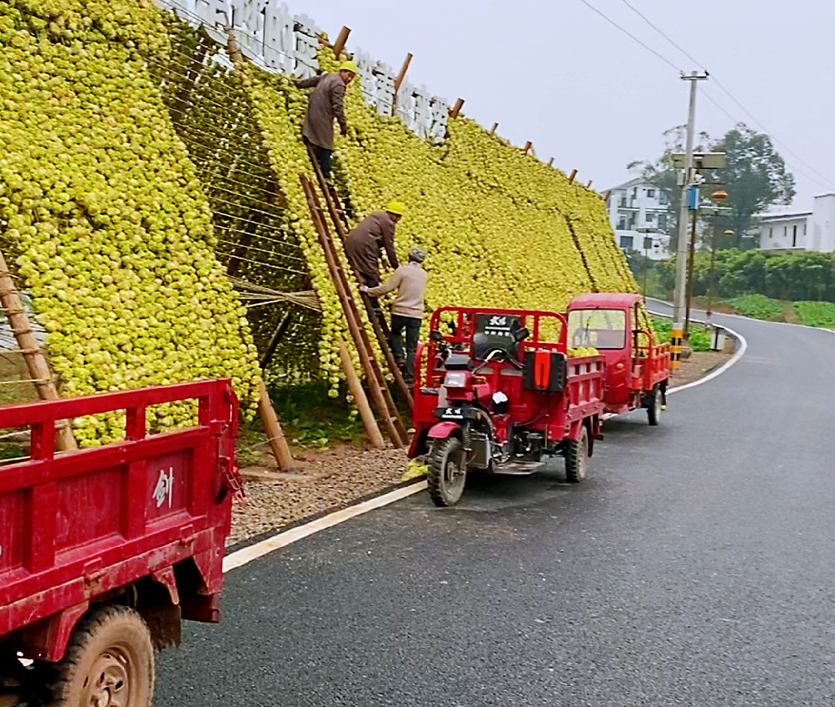 图片7.png 皇冠体育