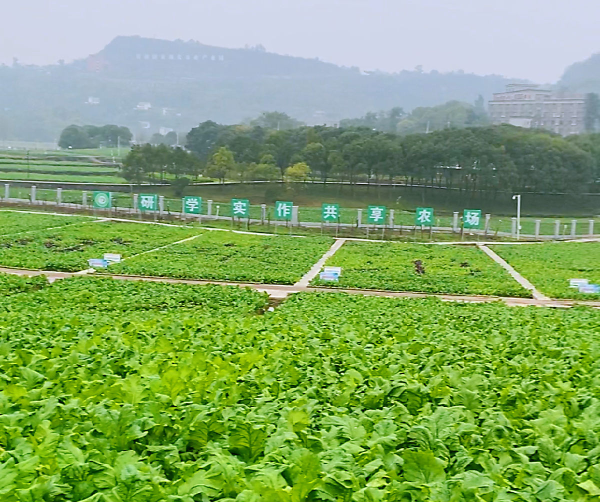 图片8.png 皇冠体育